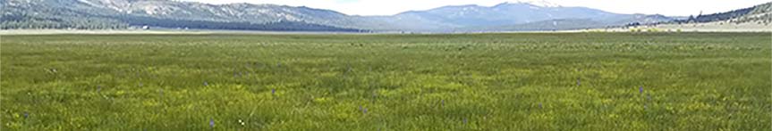 Red Clover Valley Meadow